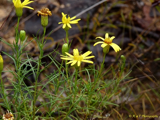 {Pityopsis pinifolia}
